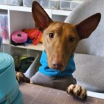 Podenco Maneto Manuel, 09/2023, ca. 30 cm, 35578 Wetzlar
