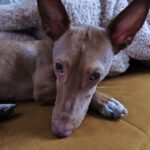 Podenco Maneto Manuel, 09/2023, ca. 30 cm, 35578 Wetzlar