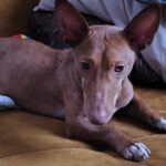 Podenco Maneto Manuel, 09/2023, ca. 30 cm, 35578 Wetzlar