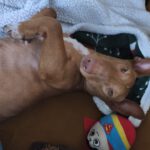 Podenco Maneto Manuel, 09/2023, ca. 30 cm, 35578 Wetzlar