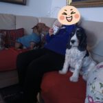 Podenco Maneto Manuel, 09/2023, ca. 30 cm, 35578 Wetzlar