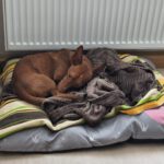 Podenco Maneto Manuel, 09/2023, ca. 30 cm, 35578 Wetzlar