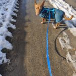 Podenco Maneto Manuel, 09/2023, ca. 30 cm, 35578 Wetzlar