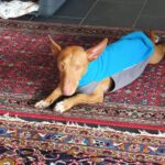 Podenco Maneto Manuel, 09/2023, ca. 30 cm, 35578 Wetzlar