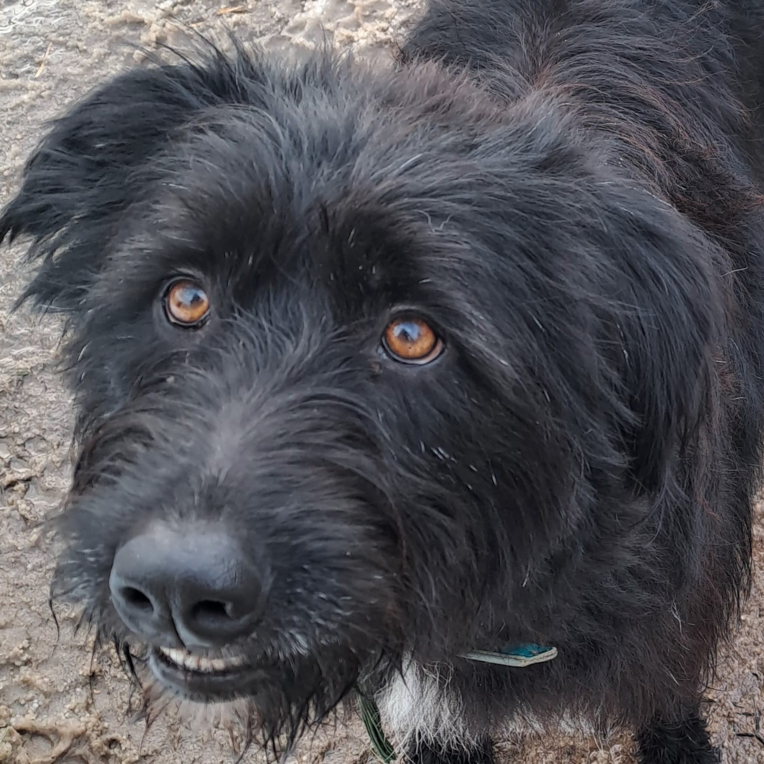 Mischling Mascha, 01/2023, ca. 52 cm, 29690 Büchten