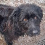 Mischling Mascha, 01/2023, ca. 52 cm, 29690 Büchten