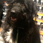 Mischling Mascha, 01/2023, ca. 52 cm, 29690 Büchten