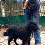 Mischling Mascha, 01/2023, ca. 52 cm, 29690 Büchten