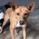 Mischling Mateo 01/2023, ca. 40 cm