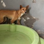 Mischling Mateo 01/2023, ca. 40 cm