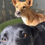 Mischling Mateo 01/2023, ca. 40 cm