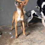 Mischling Mateo 01/2023, ca. 40 cm