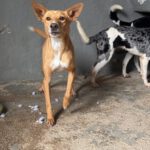 Mischling Mateo 01/2023, ca. 40 cm