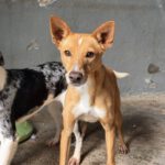 Mischling Mateo 01/2023, ca. 40 cm