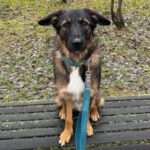 Wasserhund Mischling Maui, 02/2025, ca. 55 cm, 65385 Rüdesheim/Rhein