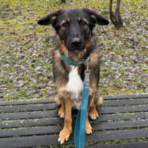 Wasserhund Mischling Maui, 02/2025, ca. 55 cm, 65385 Rüdesheim/Rhein