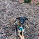 Wasserhund Mischling Maui, 02/2025, ca. 55 cm, 65385 Rüdesheim/Rhein