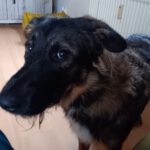 Wasserhund Mischling Maui, 02/2025, ca. 55 cm, 65385 Rüdesheim/Rhein