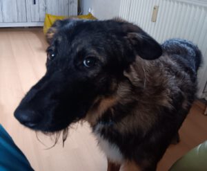 Wasserhund Mischling Maui, 02/2025, ca. 55 cm, 65385 Rüdesheim/Rhein