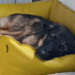 Wasserhund Mischling Maui, 02/2025, ca. 55 cm, 65385 Rüdesheim/Rhein