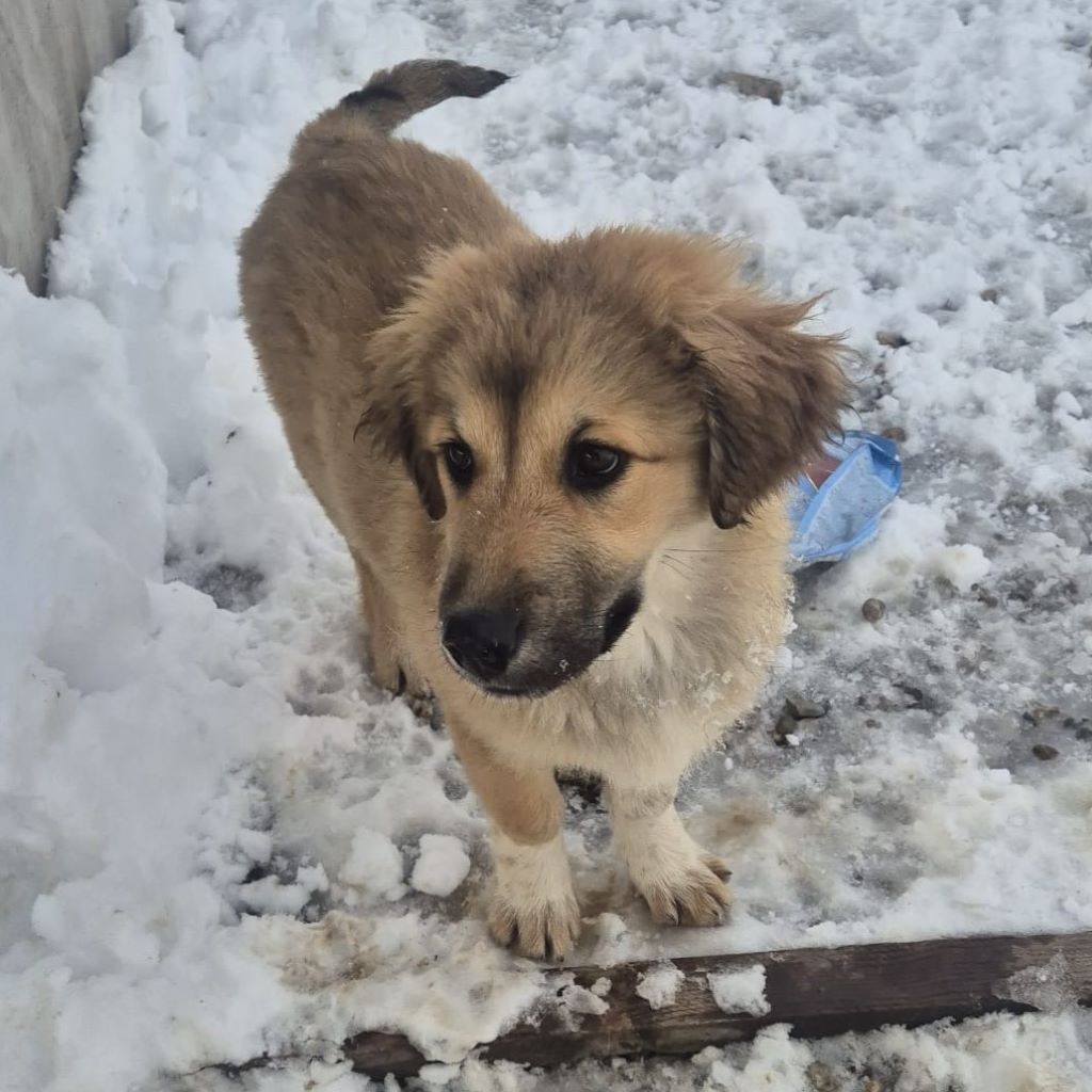 Mischling Maya, 10/2025, Endgröße ca. 50-55 cm