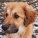 Mischling Maya, 09/2025, Endgröße ca. 60 cm, 28717 Bremen