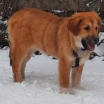 Mischling Maya, 09/2025, Endgröße ca. 60 cm, 28717 Bremen