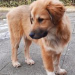 Mischling Maya, 09/2025, Endgröße ca. 60 cm, 28717 Bremen