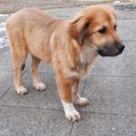 Mischling Maya, 09/2025, Endgröße ca. 60 cm, 28717 Bremen