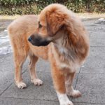 Mischling Maya, 09/2025, Endgröße ca. 60 cm, 28717 Bremen