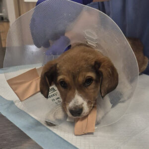 Spendenaktion Medizintopf Luca