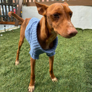 Medizintopf Podenco Panete, 11/2018, ca. 45 cm