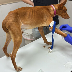 Medizintopf Podenco Panete, 11/2018, ca. 45 cm