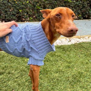 Medizintopf Podenco Panete, 11/2018, ca. 45 cm