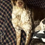 Bretone-Mischling Mejicana, 04/2025, ca. 45 cm, 24558 Henstedt-Ulzburg