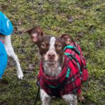 Bretone-Mischling Mejicana, 04/2025, ca. 45 cm, 24558 Henstedt-Ulzburg