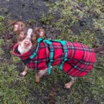 Bretone-Mischling Mejicana, 04/2025, ca. 45 cm, 24558 Henstedt-Ulzburg