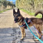 Deutscher Schäferhund Melendi, 02/2024, ca. 65 cm