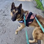 Deutscher Schäferhund Melendi, 02/2024, ca. 65 cm