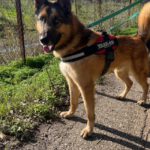 Deutscher Schäferhund Melendi, 02/2024, ca. 65 cm