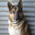 Deutscher Schäferhund Melendi, 02/2024, ca. 65 cm