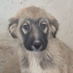 Mischling Melody, 10/2022, Endgröße ca. 55- 60 cm