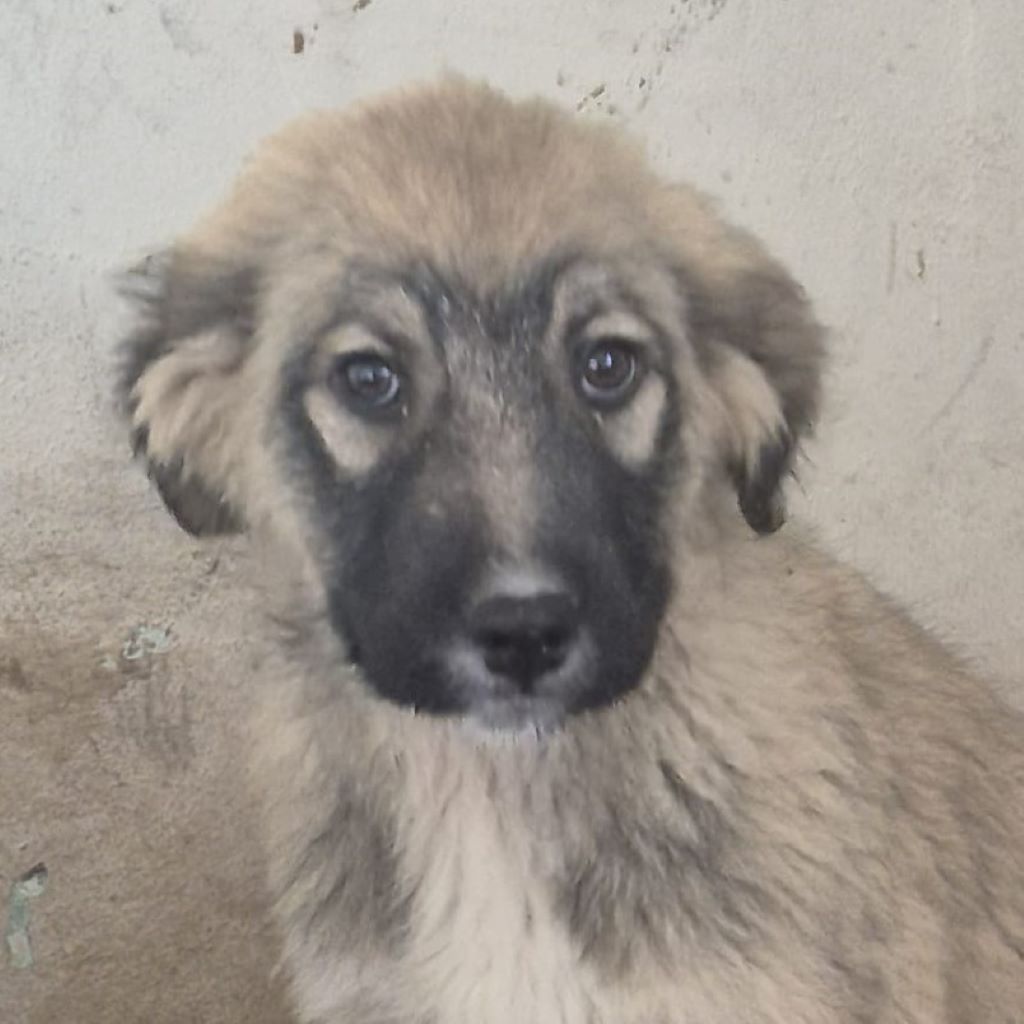 Mischling Melody, 10/2022, Endgröße ca. 55- 60 cm