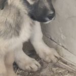 Mischling Melody, 10/2022, Endgröße ca. 55- 60 cm