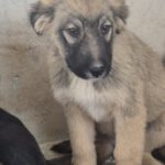 Mischling Melody, 10/2022, Endgröße ca. 55- 60 cm