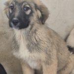 Mischling Melody, 10/2022, Endgröße ca. 55- 60 cm