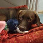 Mischling Merle, 07/2025, Endgröße ca. 45- 50 cm, 72972 Tübingen