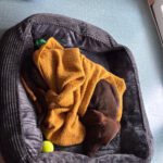 Mischling Merle, 07/2025, Endgröße ca. 45- 50 cm, 72972 Tübingen