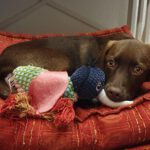 Mischling Merle, 07/2025, Endgröße ca. 45- 50 cm, 72972 Tübingen