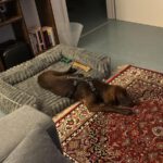 Mischling Merle, 07/2025, Endgröße ca. 45- 50 cm, 72972 Tübingen